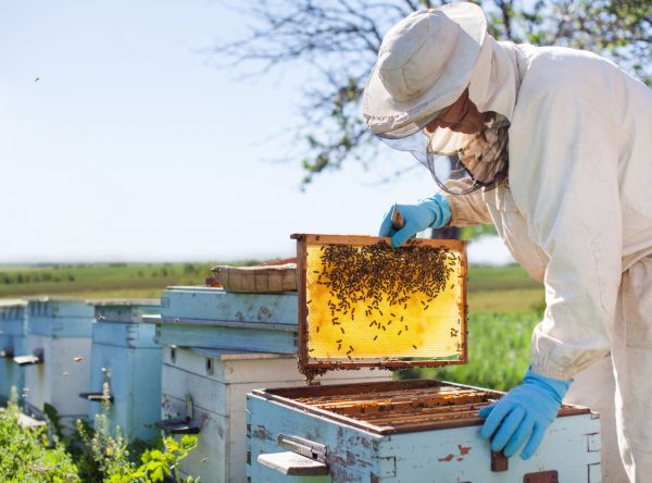 Varrox Milbe - Verdampfer